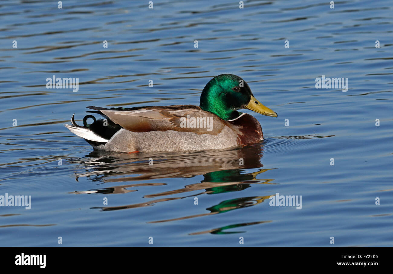 Stockenten,( Anas platyrhnchos) Stockfoto