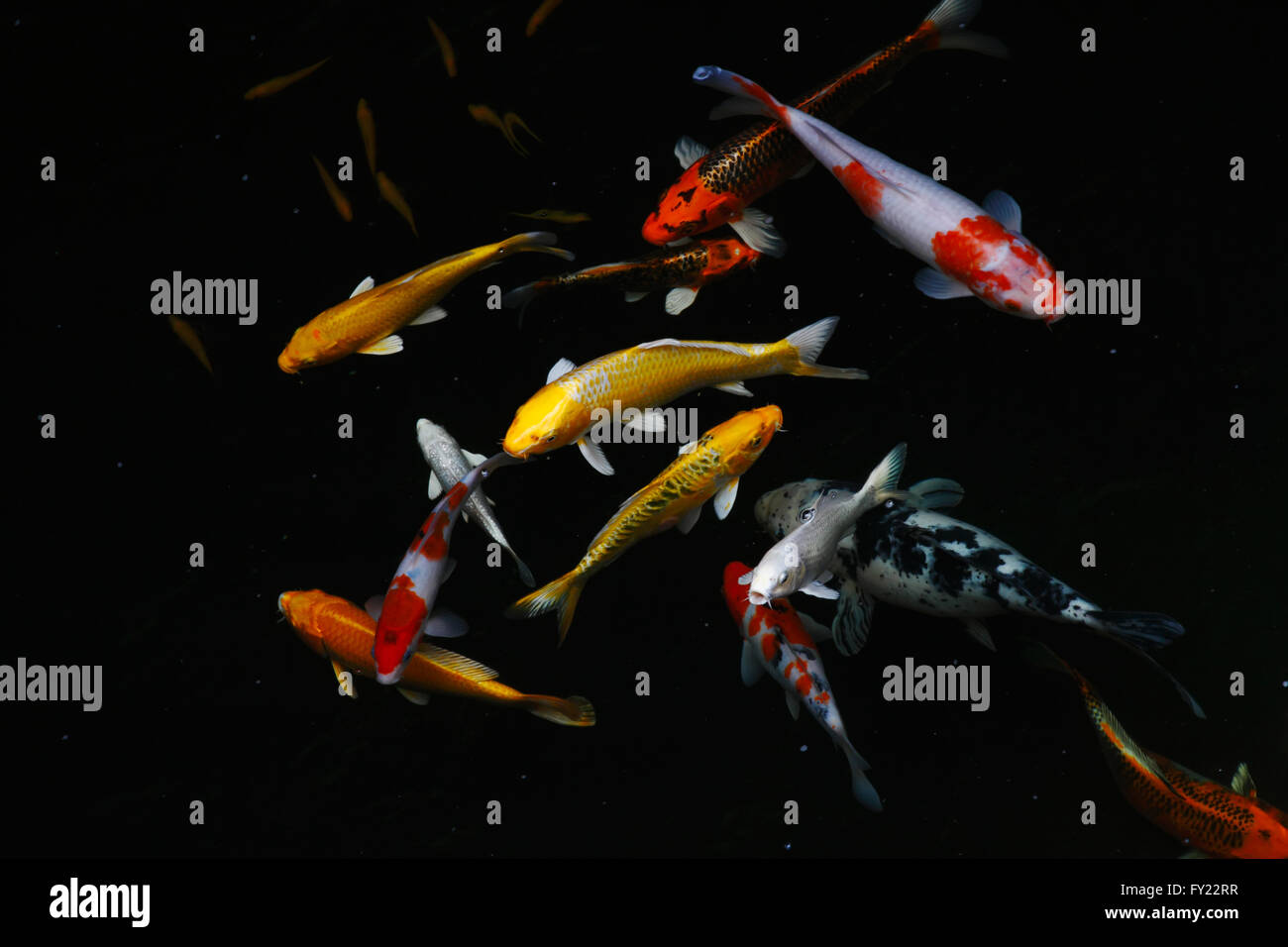 Fisch Karpfen / Koi Fisch in der schwarz-Pool Stockfoto