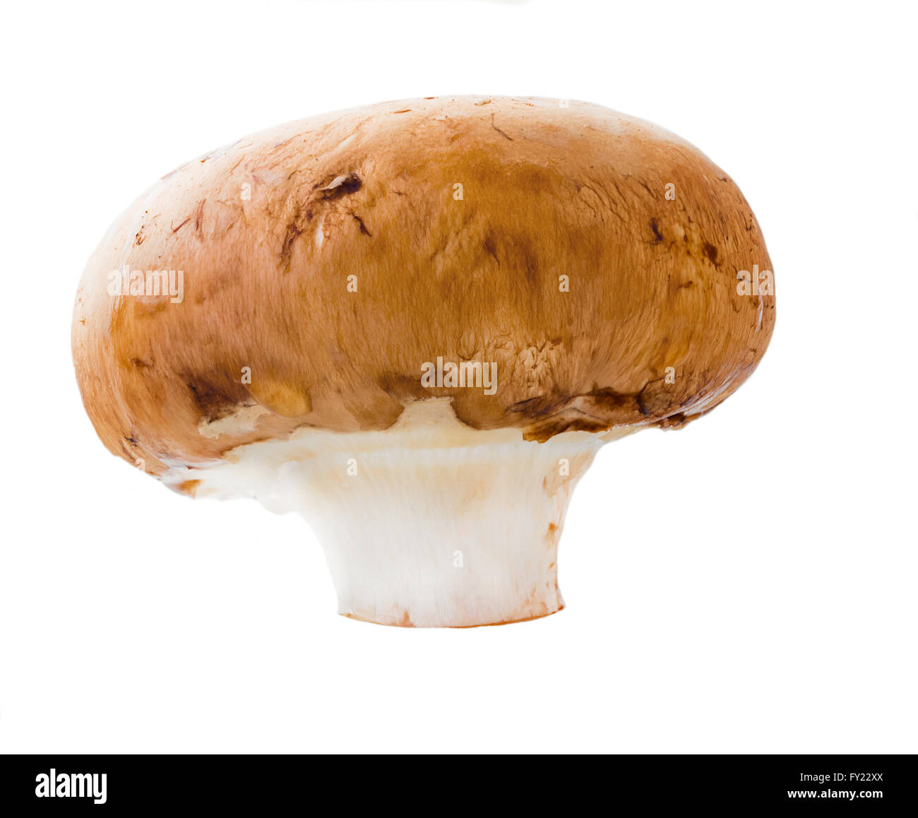 natürliche Pilz Champignon isoliert auf weißem Hintergrund Stockfoto