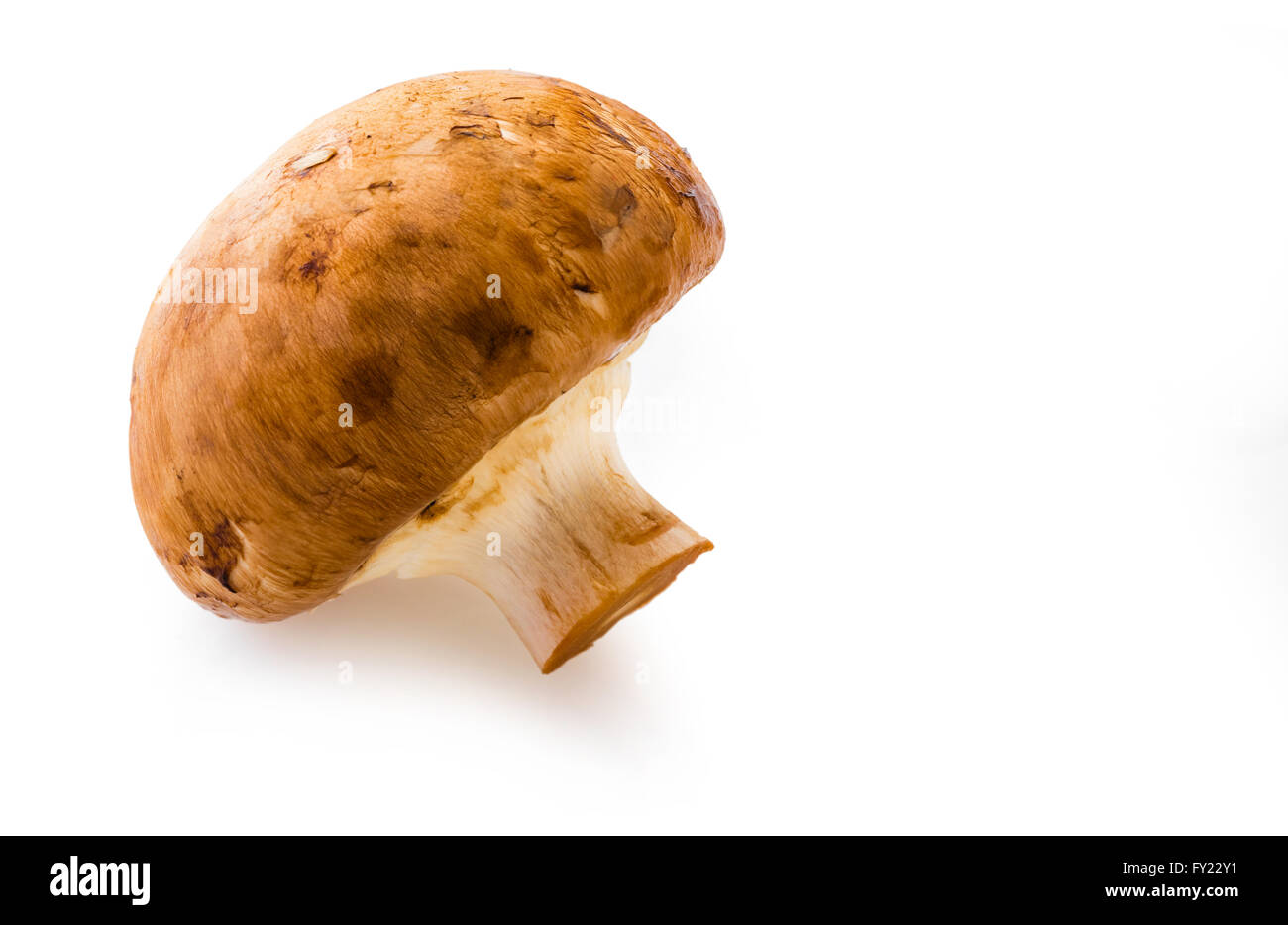natürliche Pilz Champignon isoliert auf weißem Hintergrund Stockfoto