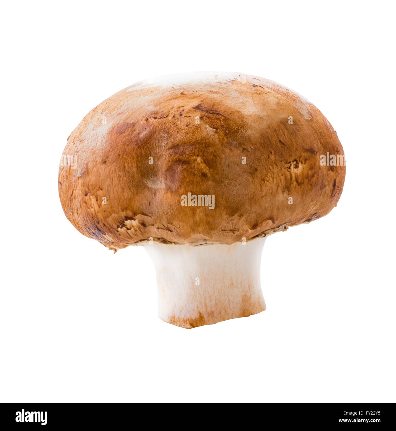 natürliche Pilz Champignon isoliert auf weißem Hintergrund Stockfoto