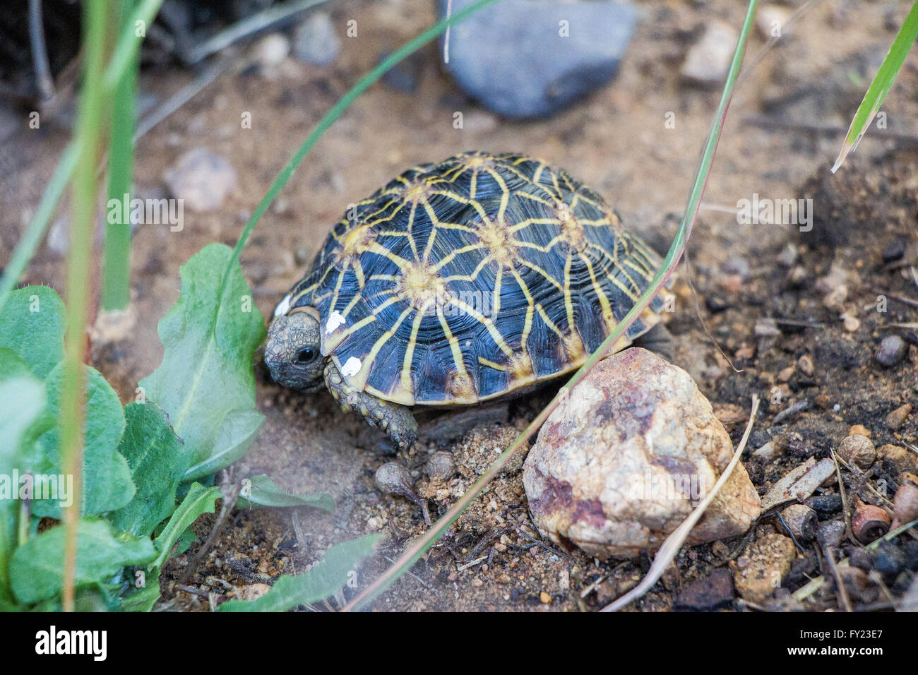 Geometrische Baby Schildkröte Stockfoto