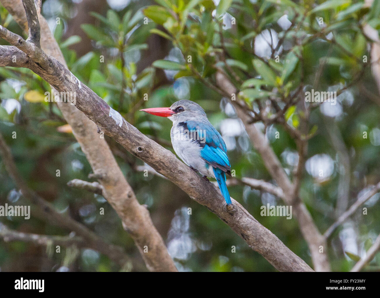 Mangrove Kingfisher Stockfoto