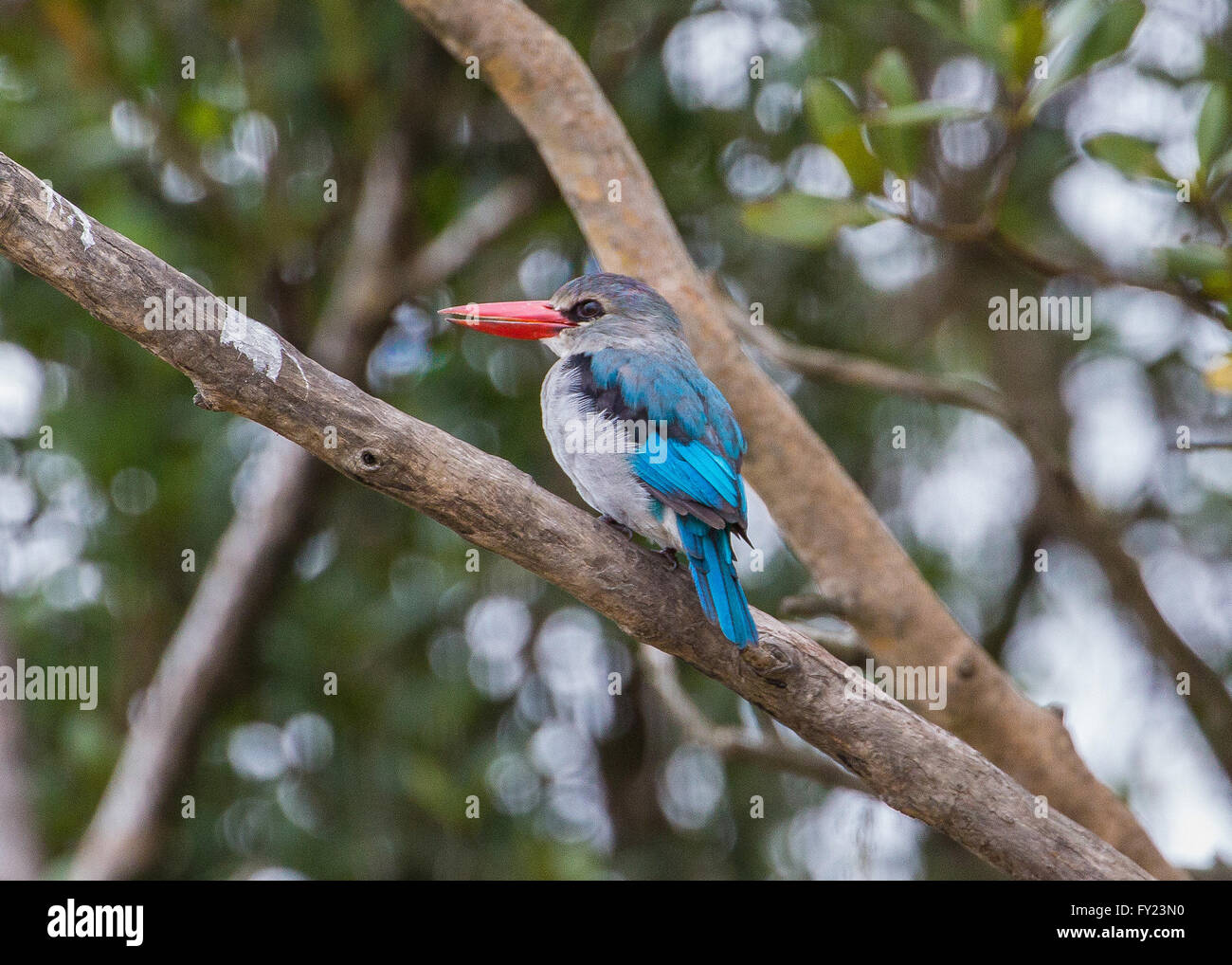 Mangrove Kingfisher Stockfoto