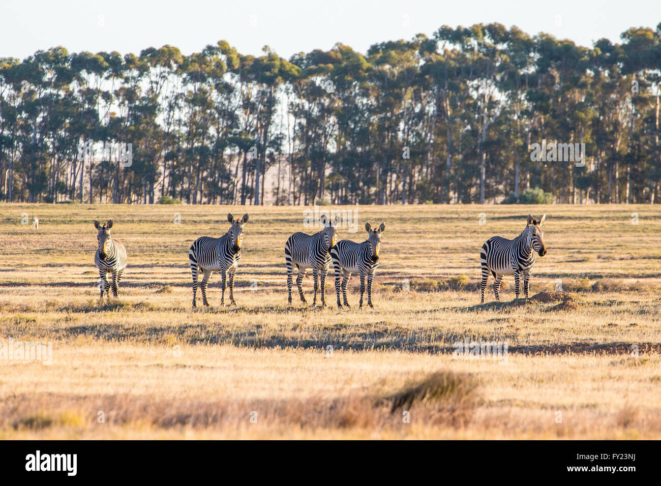 Kap-Bergzebras im Western Cape Stockfoto