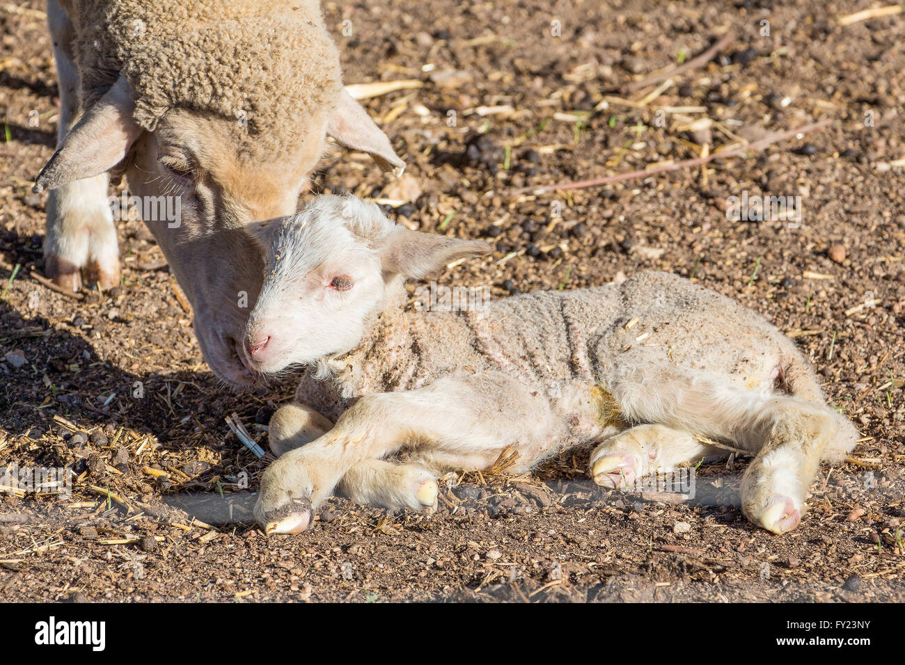 Merino-Schafe und Neugeborenes Lamm Stockfoto