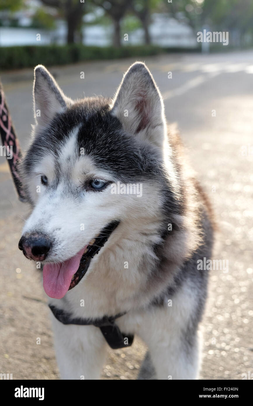 Porträt eines Hundes, Siberian Husky Stockfoto