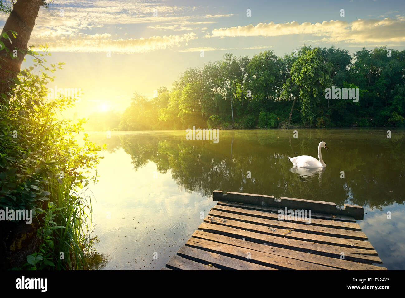 Anmutige Schwan am Fluss in den frühen Morgenstunden Stockfoto