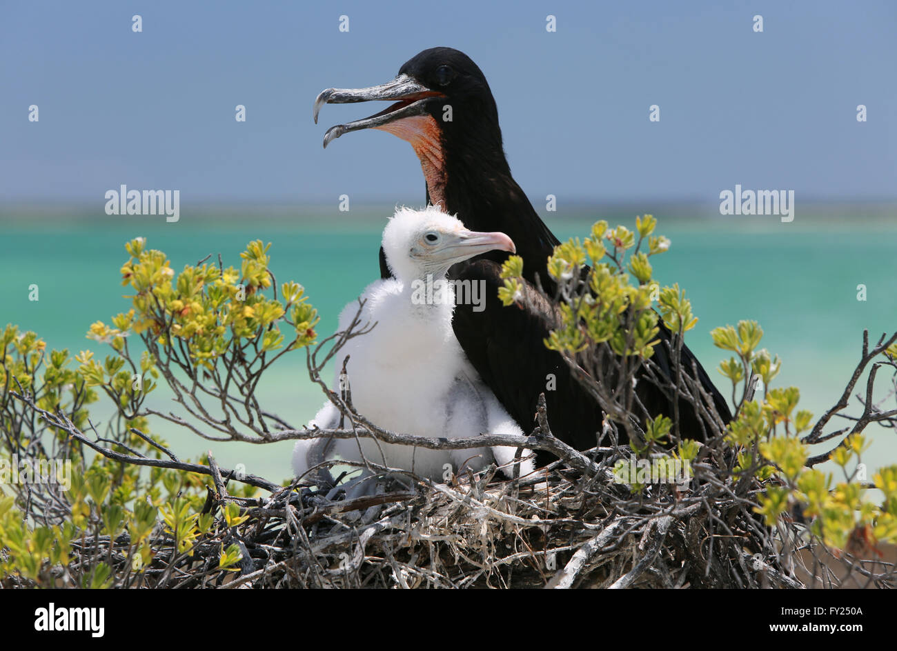 Männliche große Fregattvogels mit einem Küken im Nest, Weihnachtsinsel, Kiribati Stockfoto