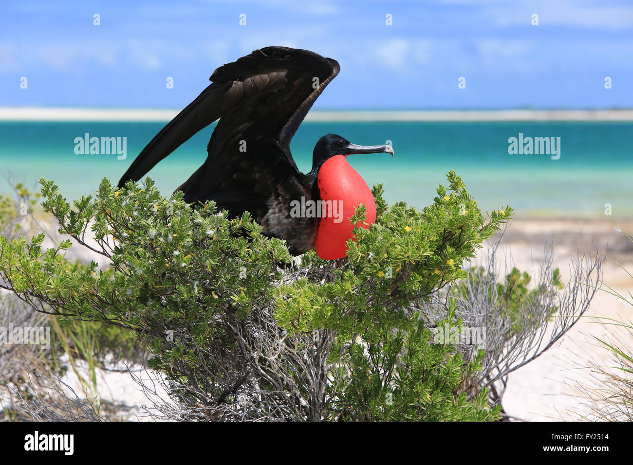 Männliche große Fregattvogels mit überhöhten unverwechselbaren roten Kehlsack während der Paarung Ritual, Weihnachtsinsel, Kiribati Stockfoto