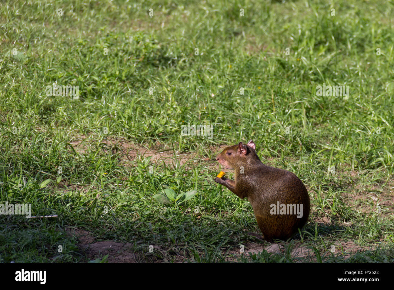 Rio De Janeiro, Brasilien: Nagetier, bekannt als "Cutia" in Brasilien. Gemeinsamen Agouti bezeichnet mehrere Nagetiere-Arten der Gattung Dasyproc Stockfoto