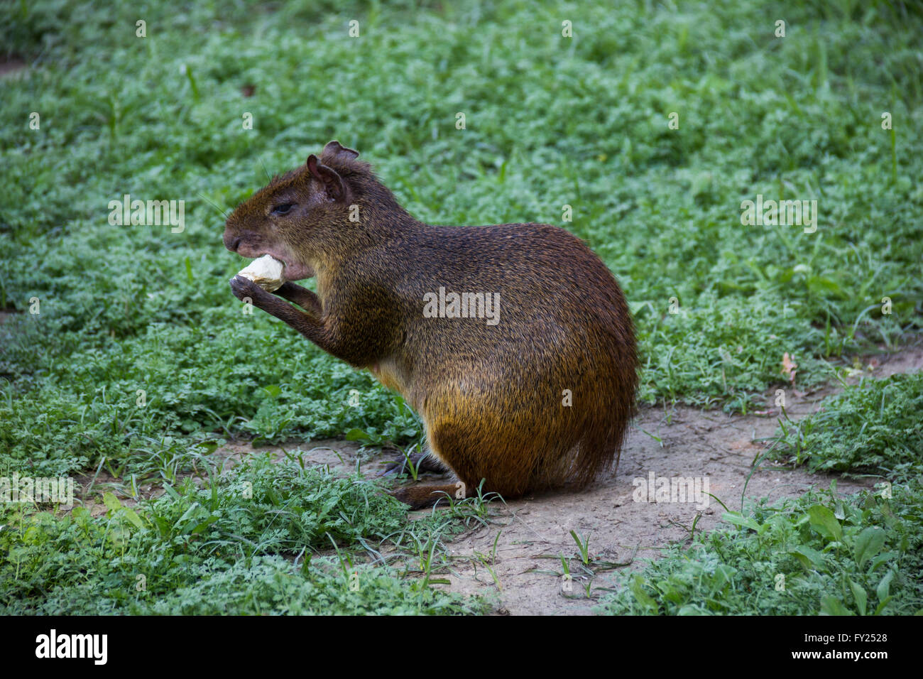 Rio De Janeiro, Brasilien: Nagetier, bekannt als "Cutia" in Brasilien. Gemeinsamen Agouti bezeichnet mehrere Nagetiere-Arten der Gattung Dasyproc Stockfoto