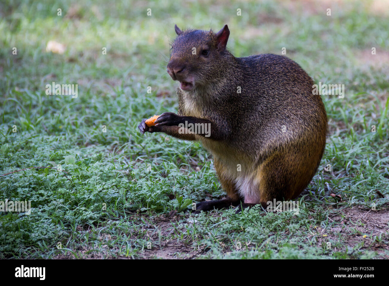 Rio De Janeiro, Brasilien: Nagetier, bekannt als "Cutia" in Brasilien. Gemeinsamen Agouti bezeichnet mehrere Nagetiere-Arten der Gattung Dasyproc Stockfoto