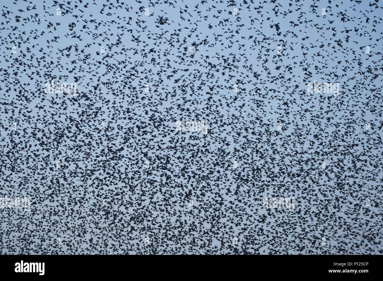 Stare, Sturnus vulgaris, Rot aufgeführt als Least Concern", lc unter iucn. große Herde von Vögel, die Flug von Strand. Stockfoto