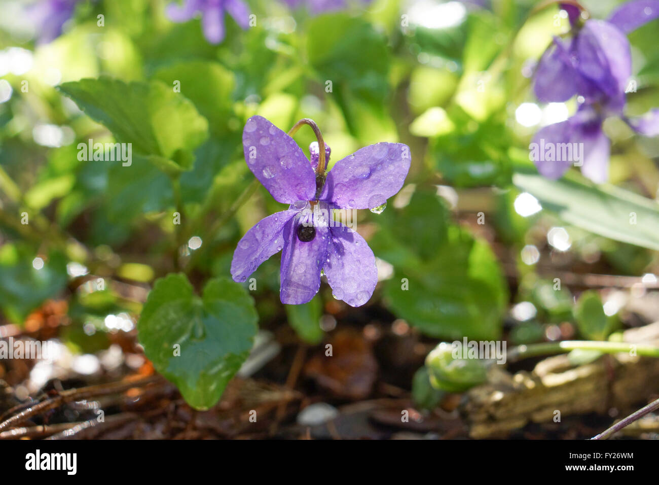 Viola (Pflanze) Stockfoto