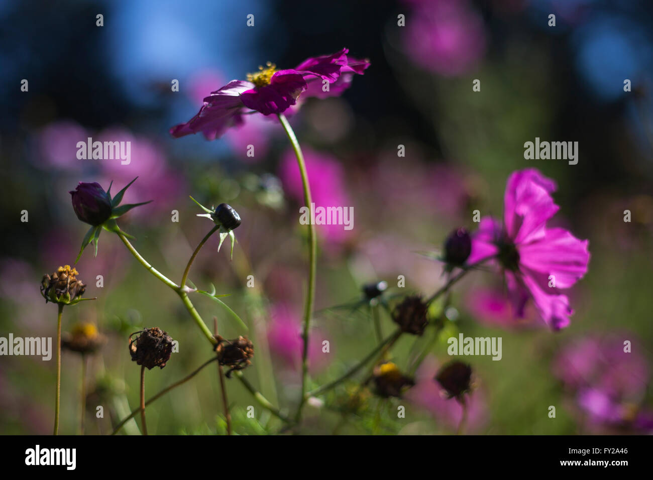 Blumen-Detail im Vallée Aux Loups in Ile de France, Frankreich Stockfoto