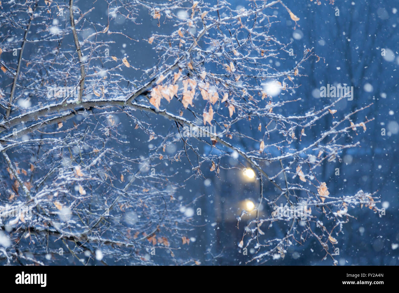 Schneeflocken im winter Stockfoto