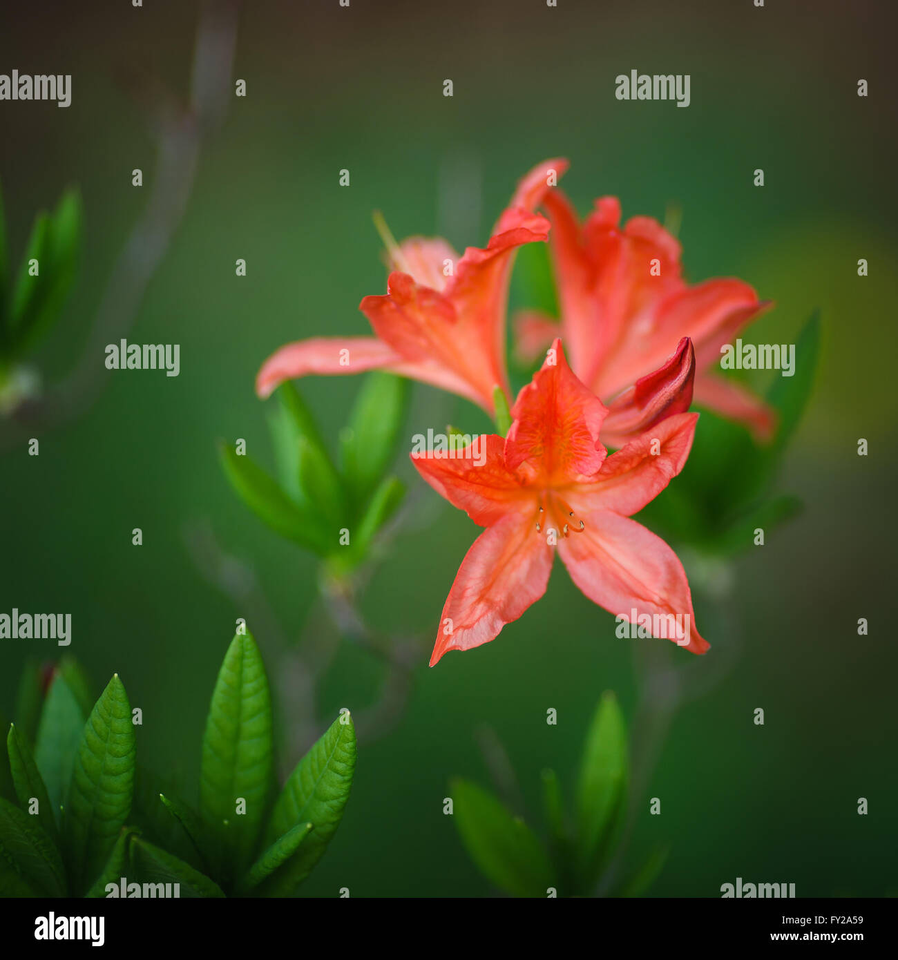 Die Saturnus Blumen auf grünem Hintergrund Stockfoto