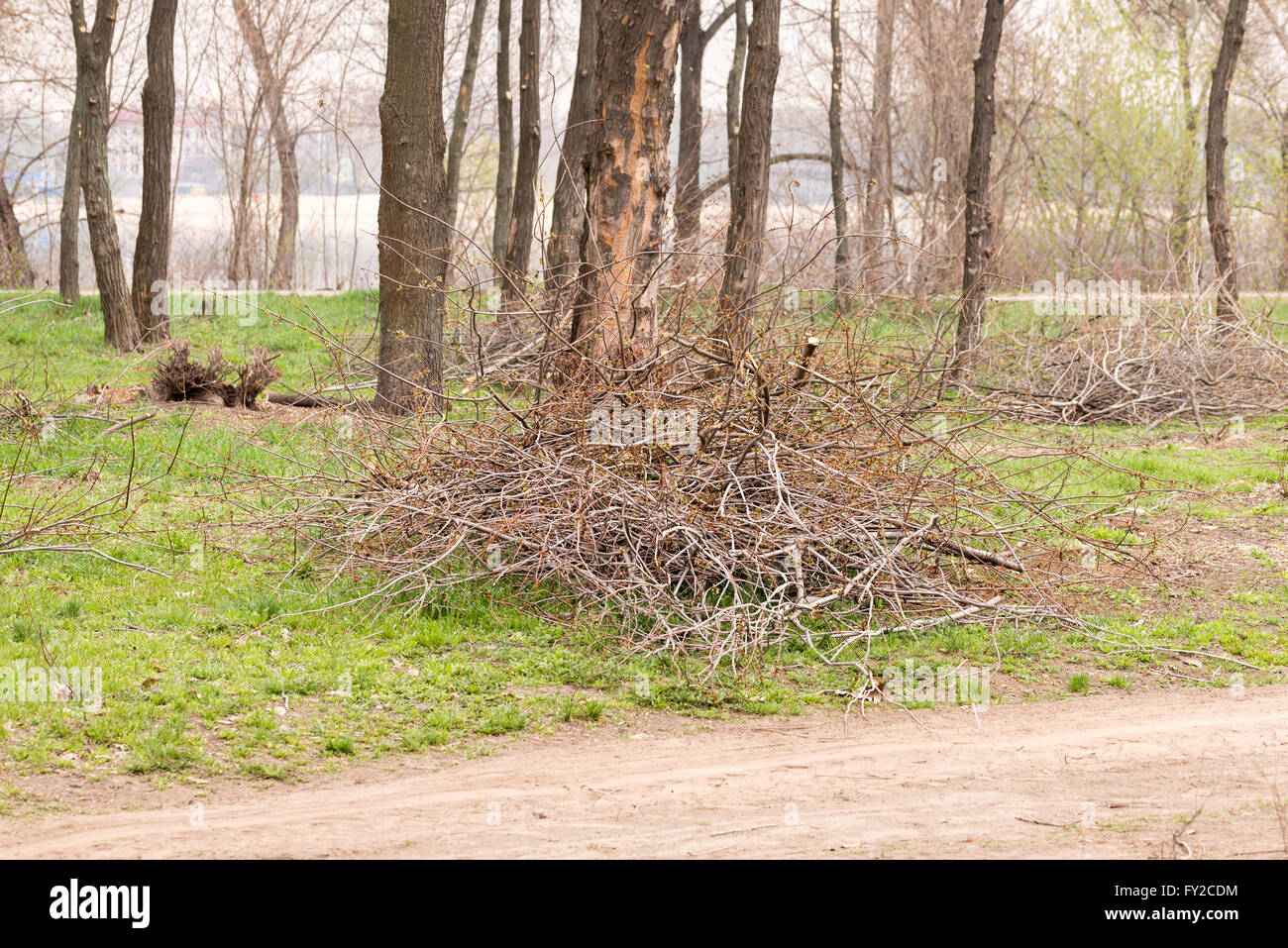Ein Haufen der abgeschnittenen Äste im park Stockfoto