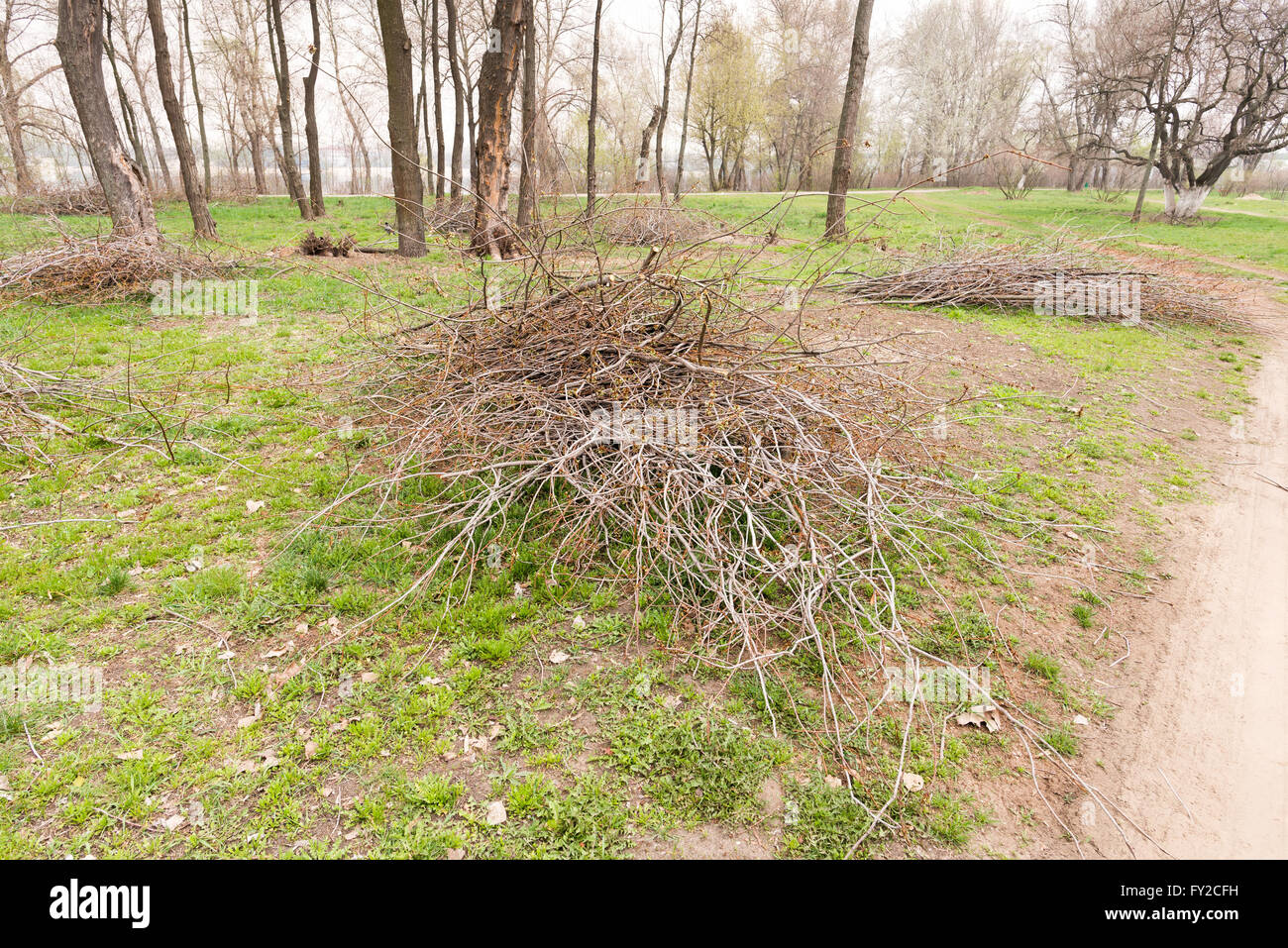Ein Haufen der abgeschnittenen Äste im park Stockfoto