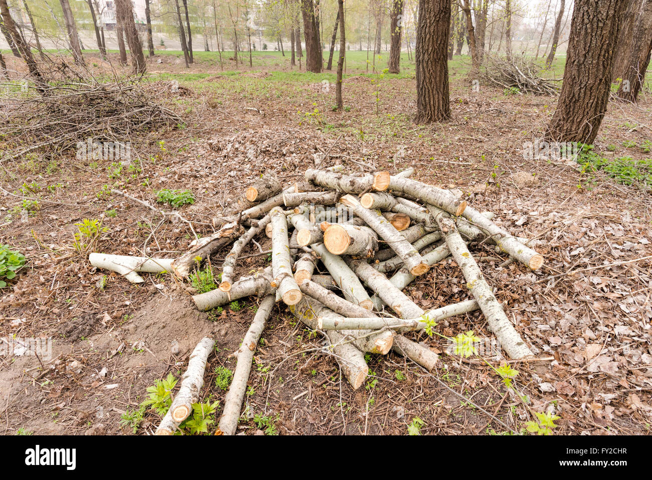 Ein Haufen von Schnittholz im park Stockfoto