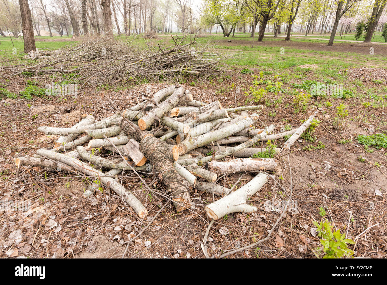 Ein Haufen von Schnittholz im park Stockfoto