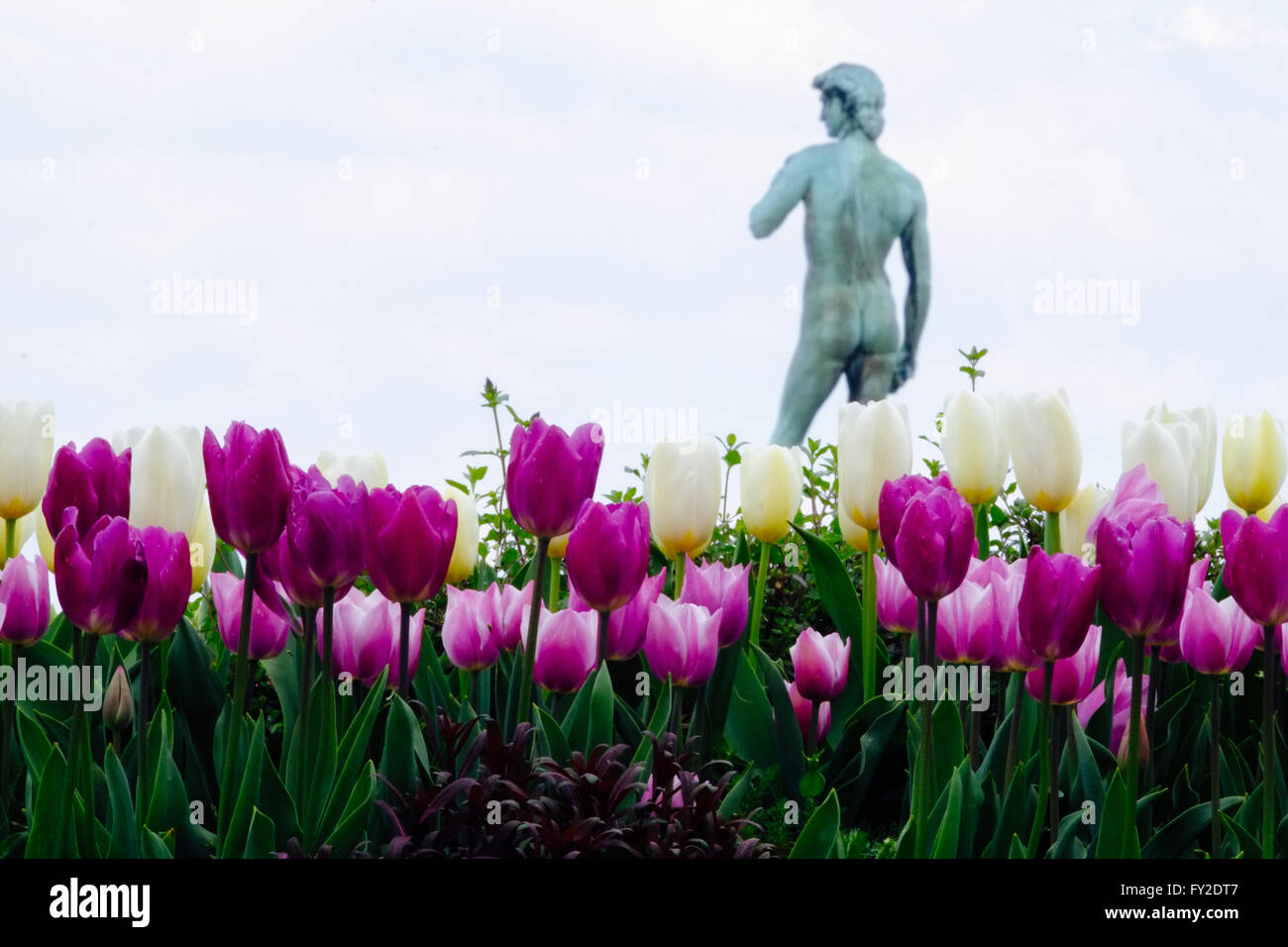 David-Statue von Tulpen im berühmten Piazzale Michelangelo umgeben. Florenz, Italien. Stockfoto