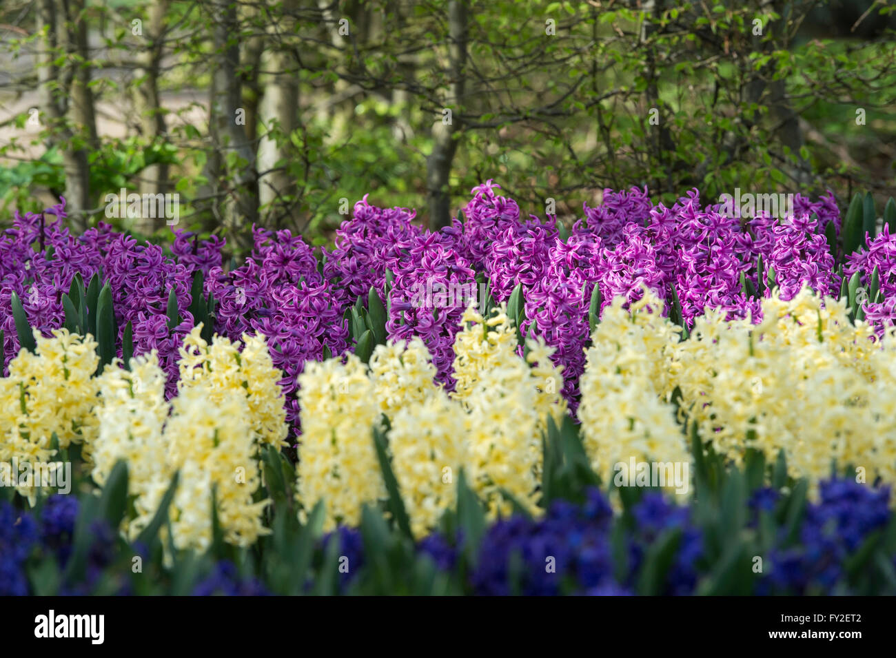 Hyacinthus Orientalis. Hyazinthe Anzeige bei RHS Wisley Gardens, Surrey, UK Stockfoto