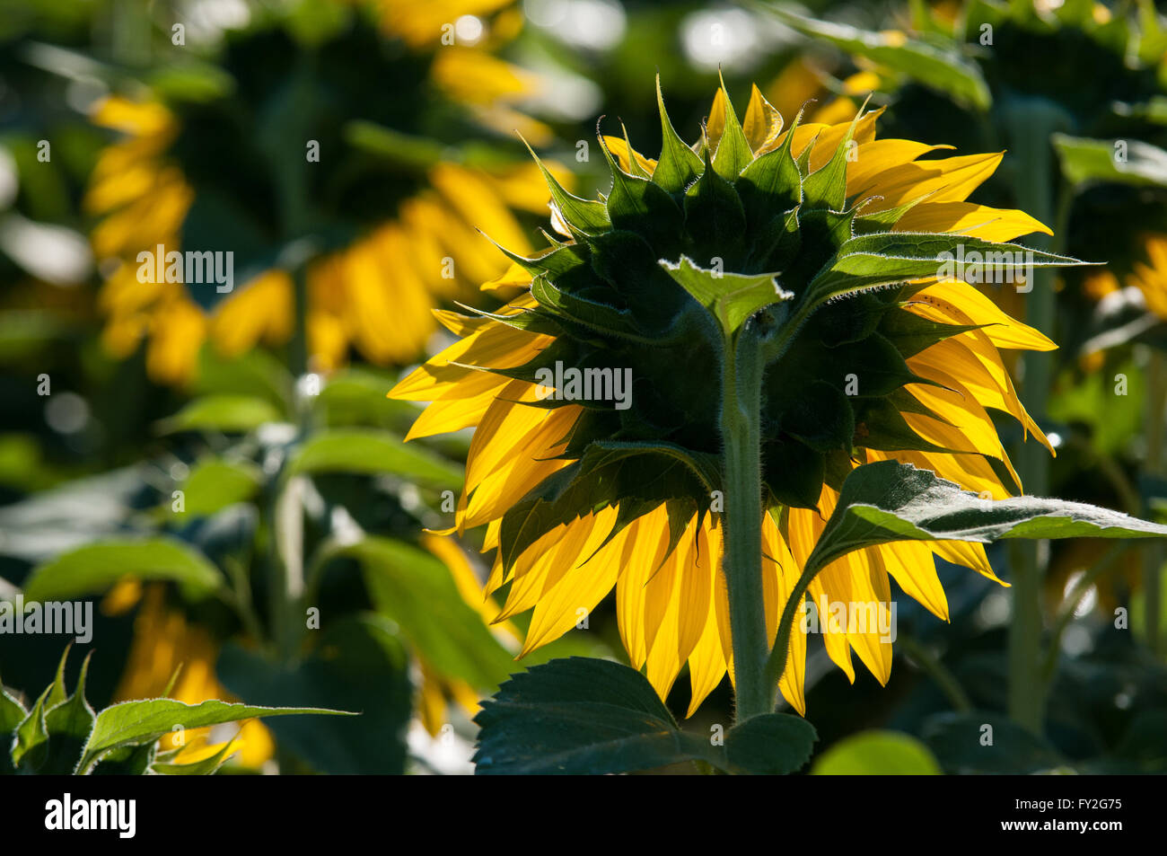 Medium Nahaufnahme von hinten Sonnenblume. Stockfoto