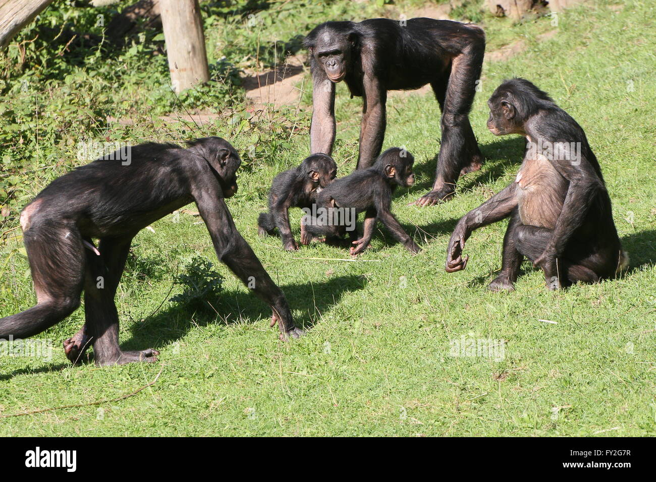 Familie Gruppe von afrikanischen Bonobo-Schimpansen (Pan Paniscus), zwei Jugendliche und drei Erwachsene Stockfoto