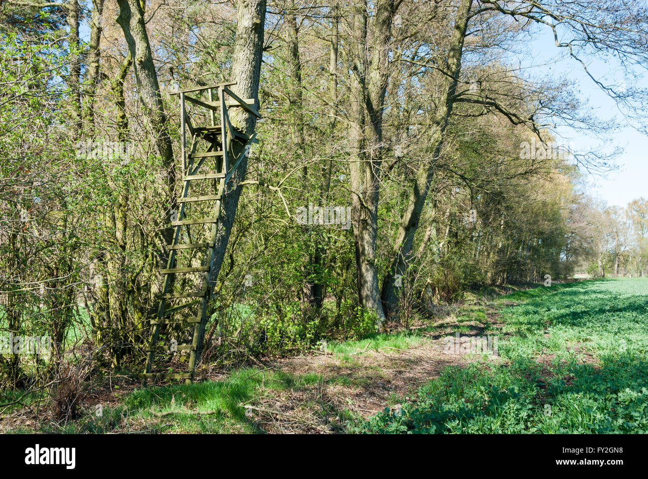 Leiter stehen an einem Baum am Rande des Waldes Stockfoto