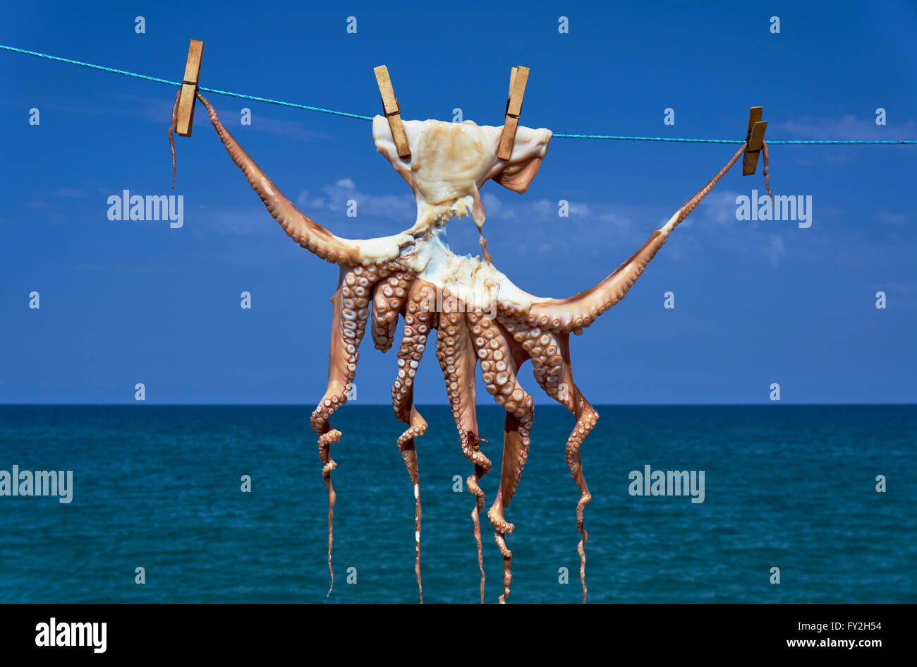 Eine kleine Krake trocknen in der Sonne, der Insel Kreta Stockfoto