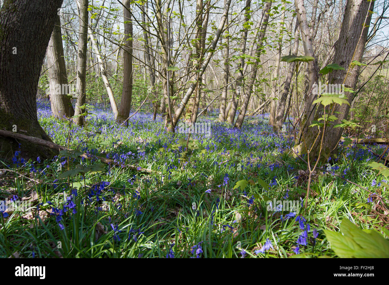 Bluebell Holz, Frühling Holz Surrey Sussex Boarder, England, Glockenblumen Stockfoto