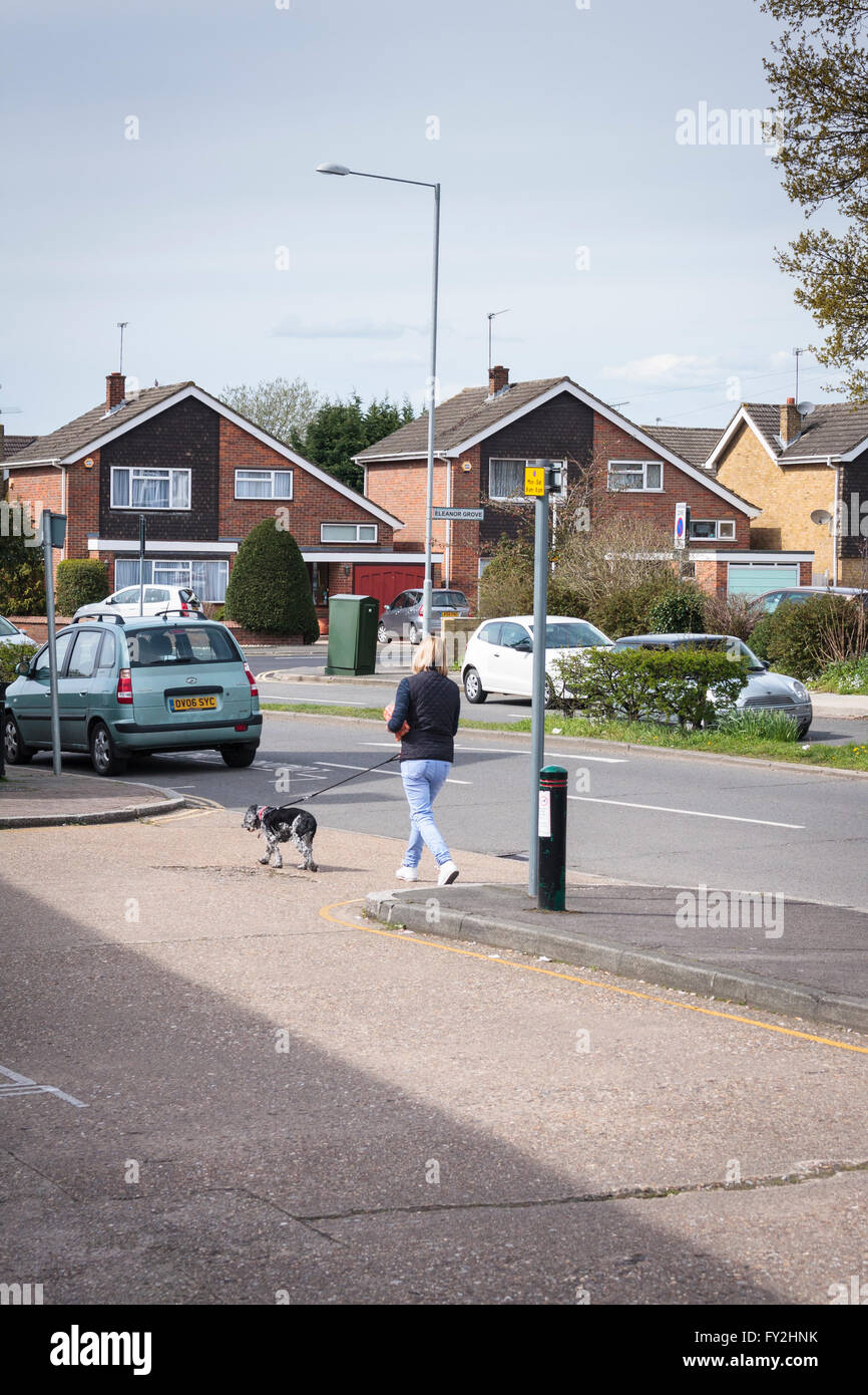 Eine Frau, einen Cocker Spaniel Hund entlang einer Wohnstraße, UK. Stockfoto