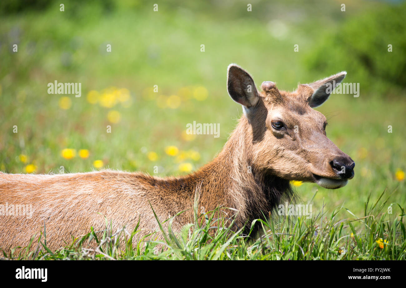 Tule Elk Kuh (Cervus canadensis nannodes) Beweidung Stockfoto