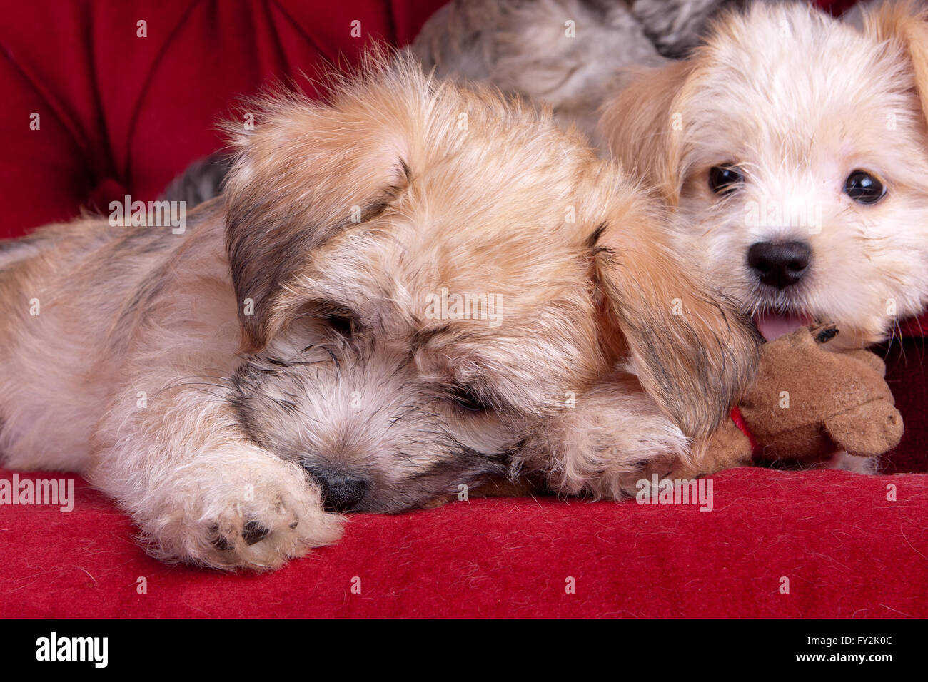 Mixed Breed Yorkshire Terrier Welpen Stockfoto