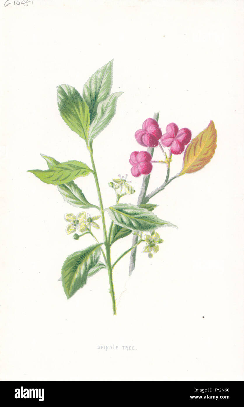 Blumen: Spindel-Baum, antiken print c1895 Stockfoto