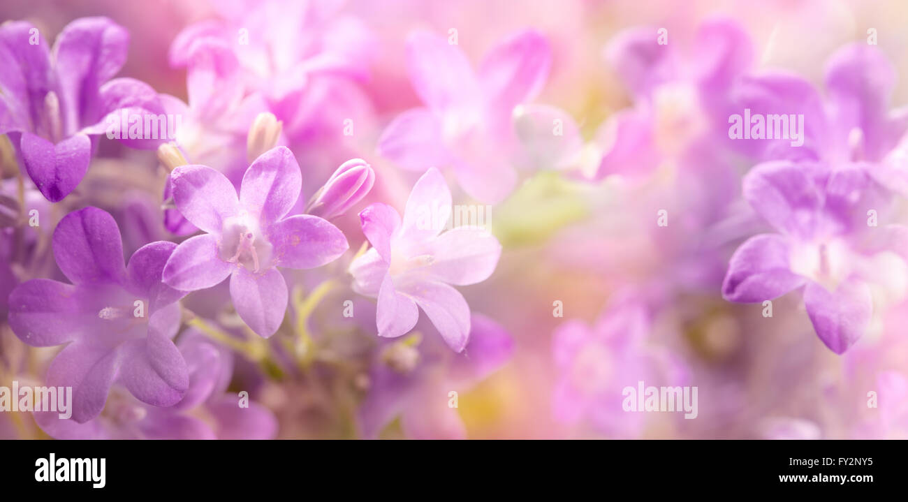 Lila Blüten, Nahaufnahme. Stockfoto