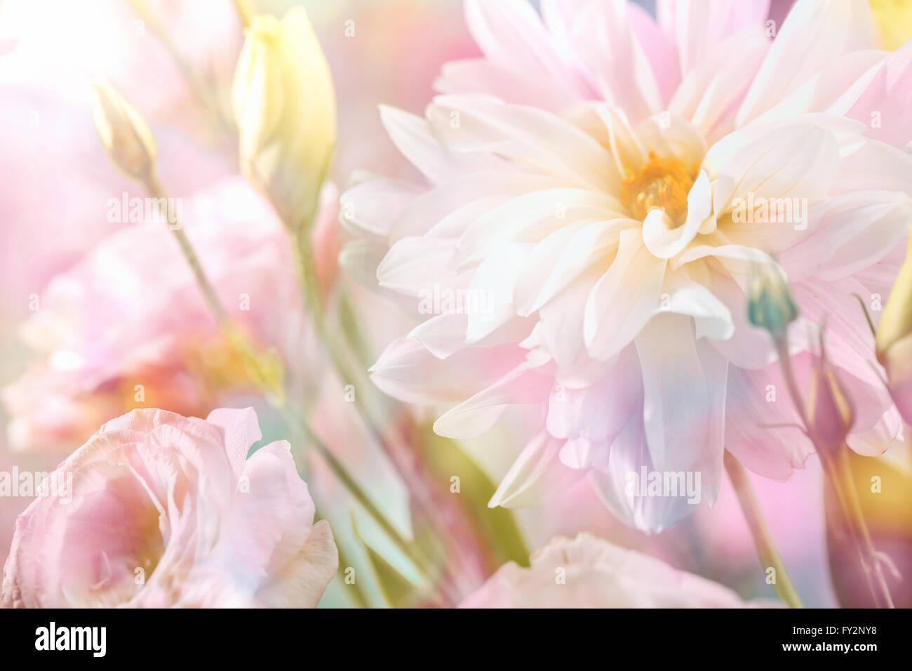 Abstrakt rosa Pfingstrose Blumen Hintergrund Stockfoto