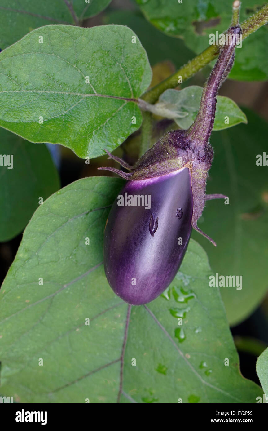 eine gesunde Aubergine oder Aubergine an einer Pflanze Stockfoto