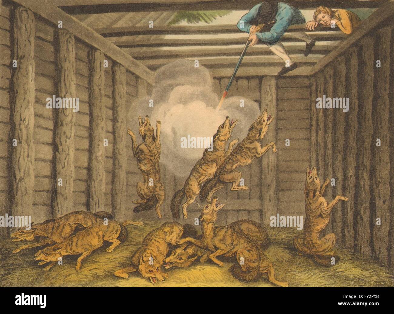 USA Kanada: Shooting gefangen Wölfe (Bereich Sport-Edward Orme), 1814 Stockfoto