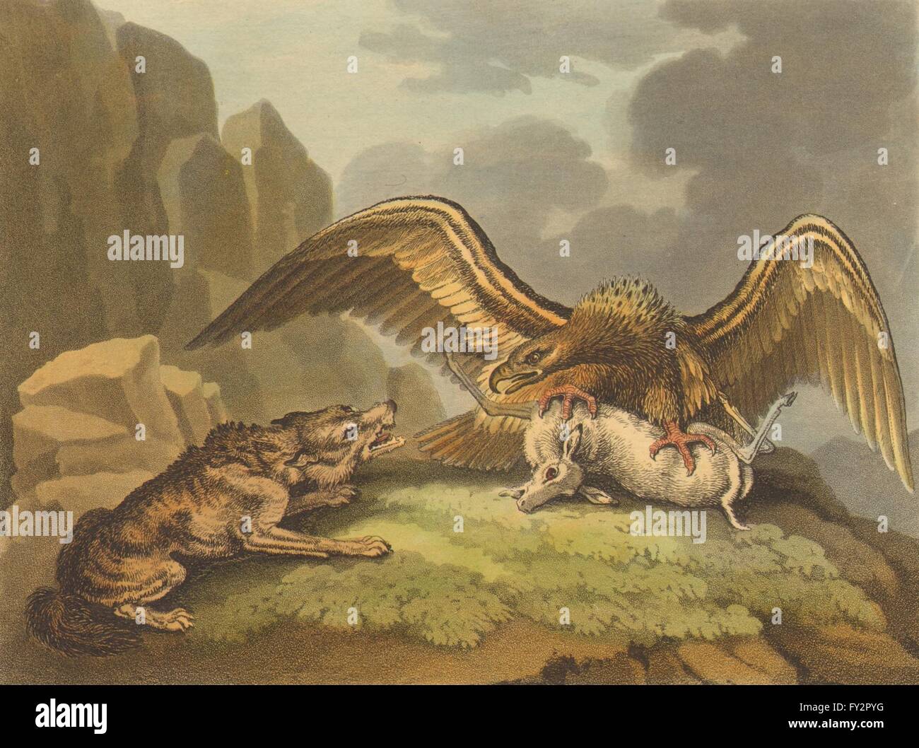 USA: Adler und Wolf bestreiten ihren Preis (Bereich Sport-Edward Orme), 1814 Stockfoto