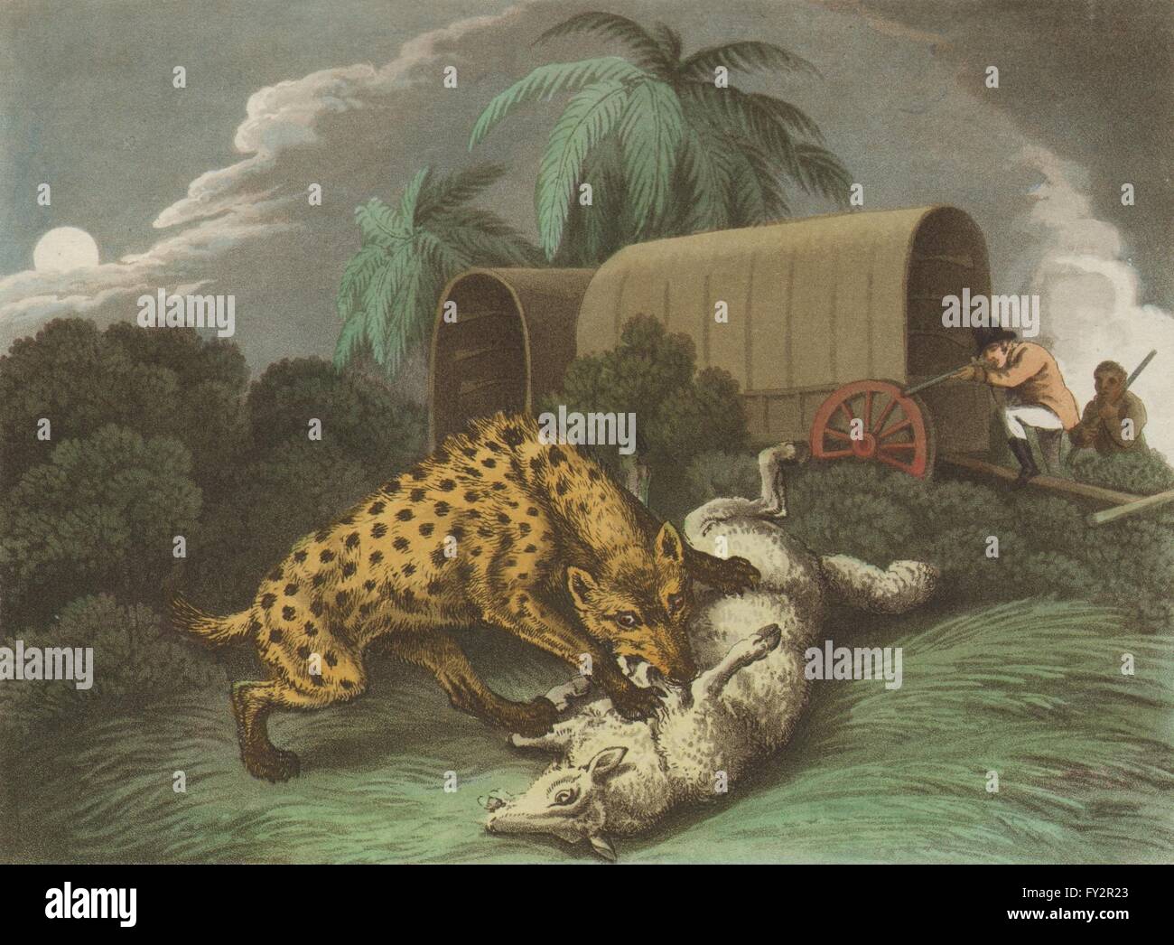 Afrika: Shooting zerbeissen Schafe angreifen. Wagon. Gewehre (Edward Orme), 1814 Stockfoto