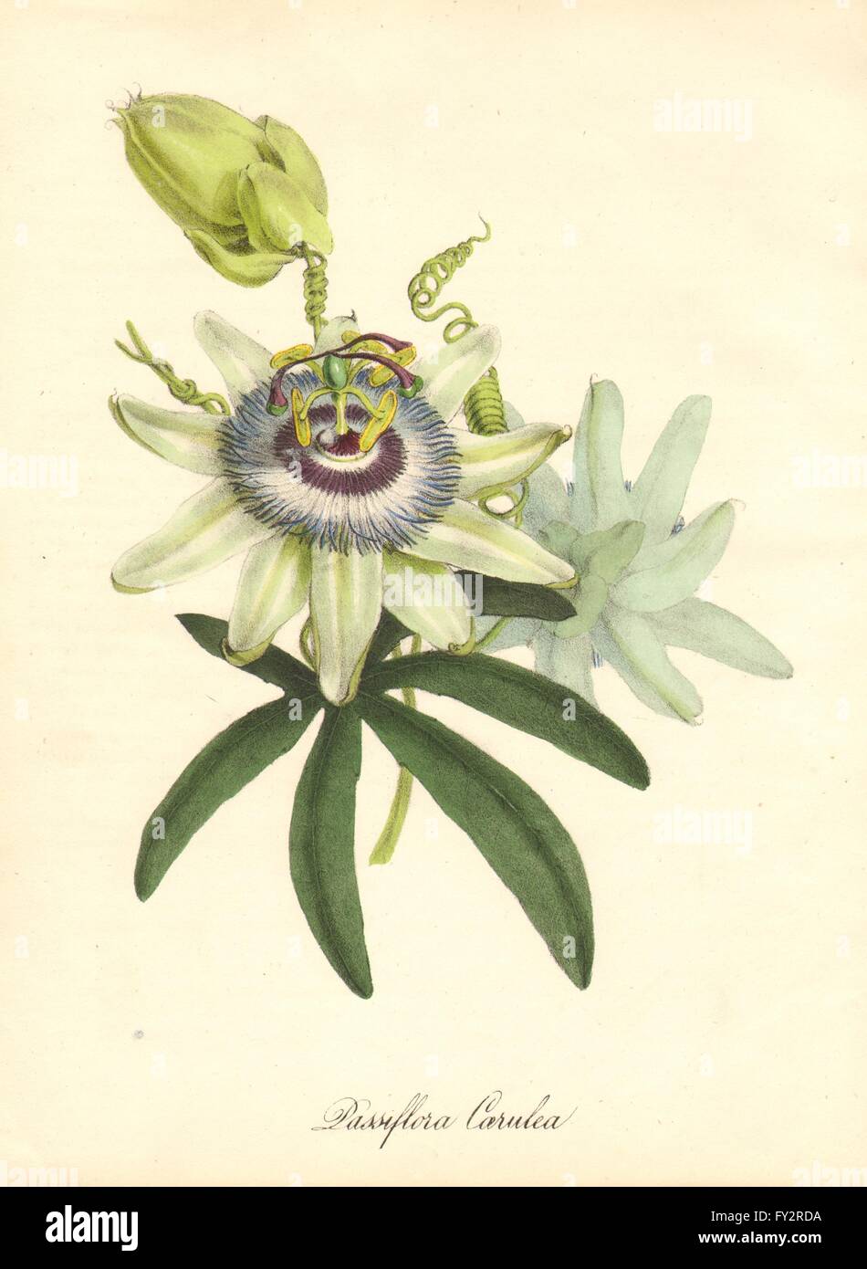 PLANTAE UTILIORES: Blaue Passionsblume (Passiflora Caerulea). BURNETT, 1842 Stockfoto