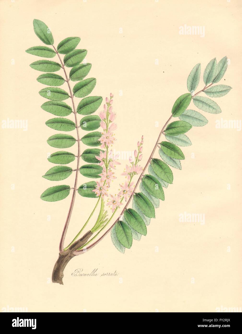 PLANTAE UTILIORES: Verbinden-einträglichen Weihrauch (Boswellia Serrata). BURNETT 1842 Stockfoto