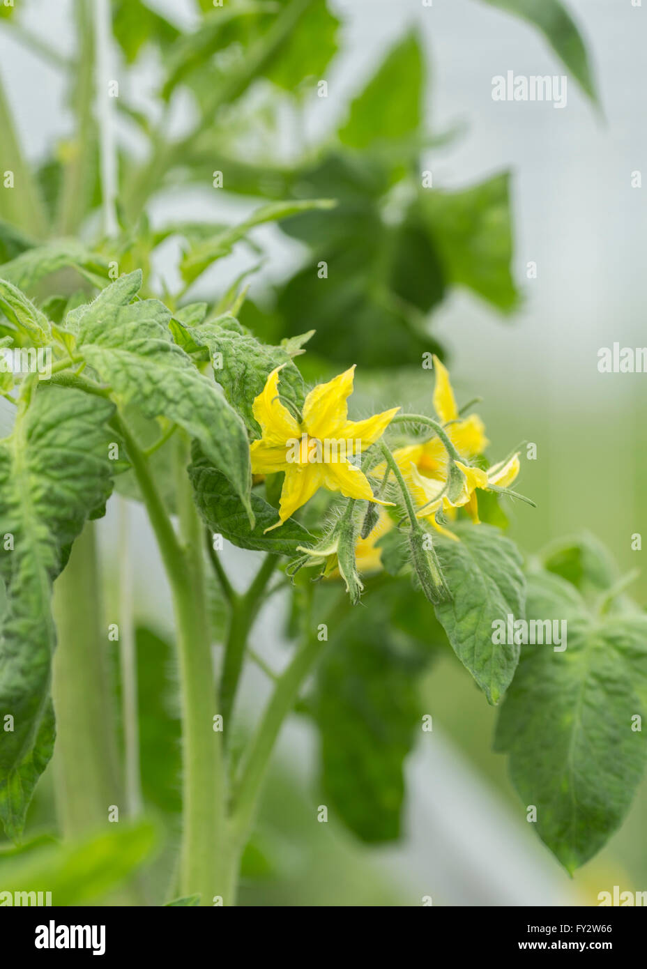 Tomate, Blüte einer Tomate Pflanzen im Gewächshaus Stockfoto