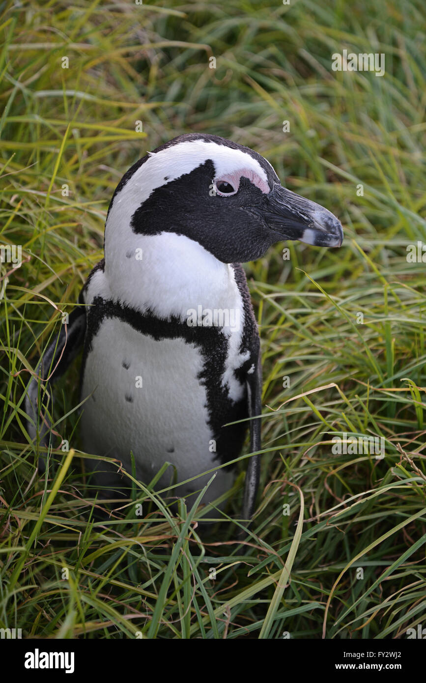 Pinguin in der Wiese Stockfoto