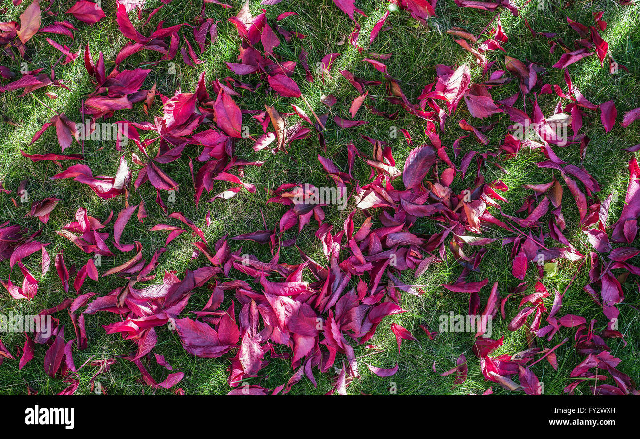Rote Blätter auf dem grünen Rasen. Natur-Hintergrund. Stockfoto