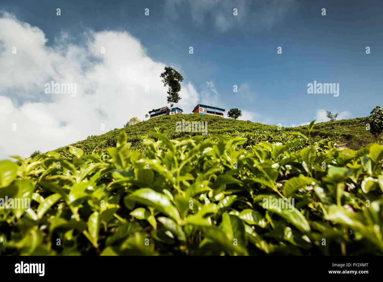 Betrachten oben Kabinen auf einem Hügel in der indonesischen Tee Plantage mit selektiven Fokus auf Tee Blätter Tee Pflanzen. grünen Bereich Landwirtschaft Stockfoto
