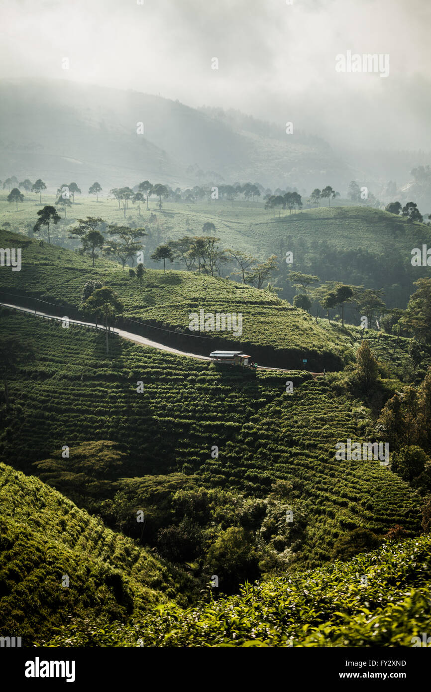 Grüne Hügel auf einer Teeplantage in bergigen Central Java, Indonesien Stockfoto